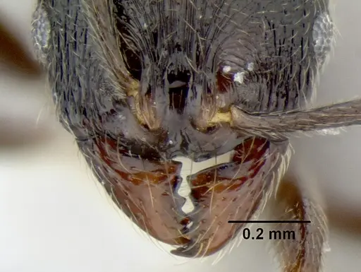 Stenamma muralla - CASENT0622049