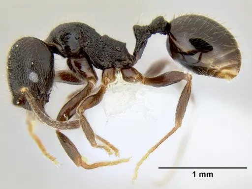 Stenamma muralla - CASENT0622049