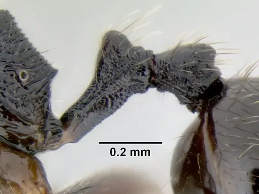 Stenamma muralla - CASENT0622049