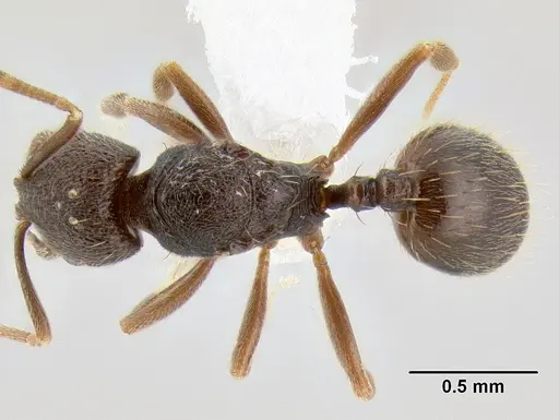 Stenamma nanozoi specimen