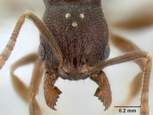 Stenamma nanozoi specimen