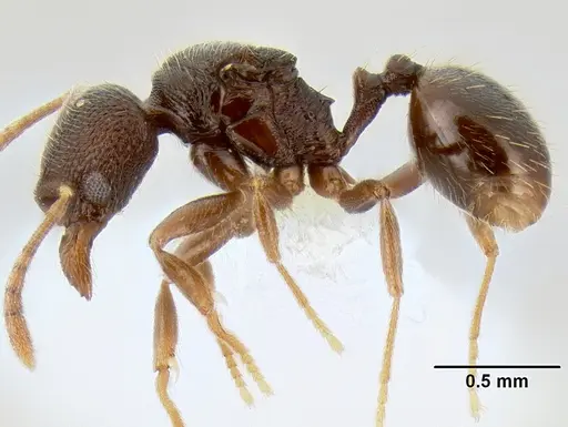 Stenamma nanozoi specimen