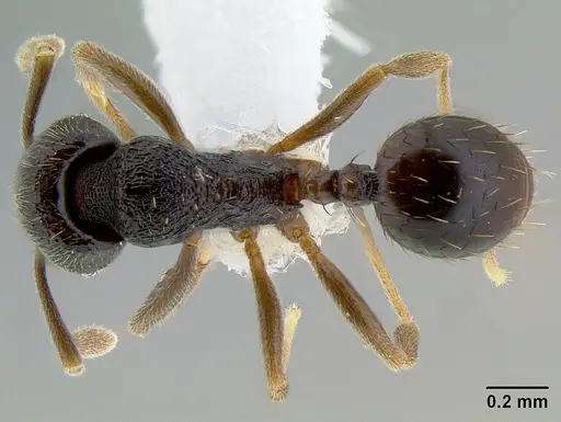 Stenamma nanozoi - CASENT0621824