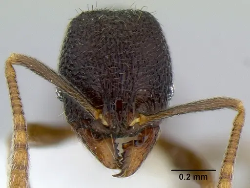 Stenamma nanozoi - CASENT0621824