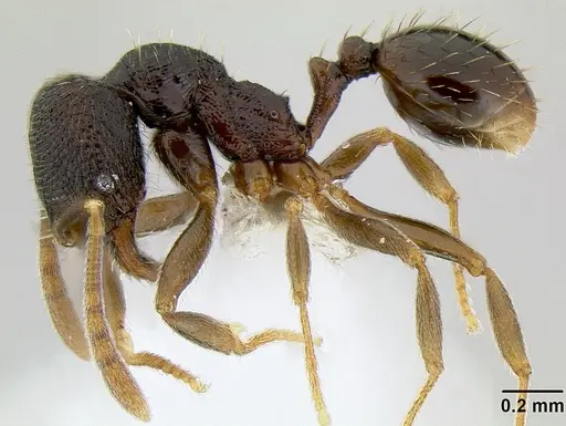 Stenamma nanozoi - CASENT0621824