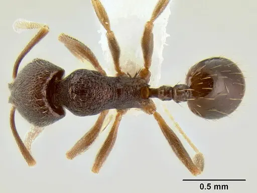 Stenamma nanozoi - CASENT0621828