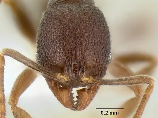 Stenamma nanozoi - CASENT0621828