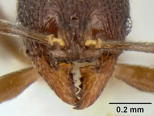 Stenamma nanozoi - CASENT0621828