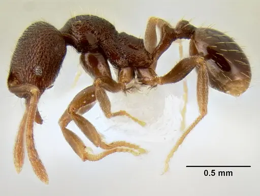 Stenamma nanozoi - CASENT0621828