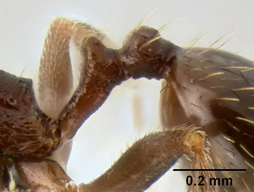 Stenamma nanozoi - CASENT0621828