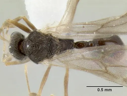 Stenamma nanozoi - CASENT0622004