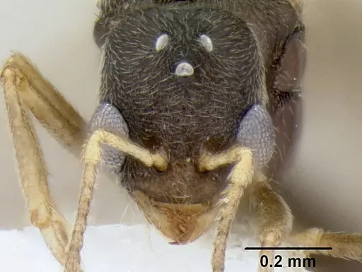 Stenamma nanozoi - CASENT0622004