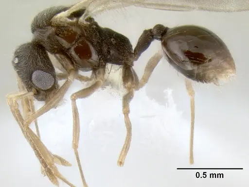 Stenamma nanozoi - CASENT0622004