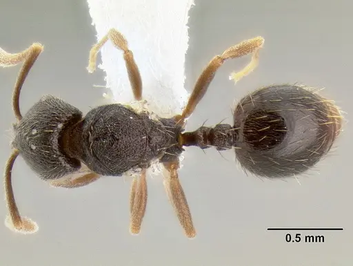 Stenamma nanozoi - CASENT0622005