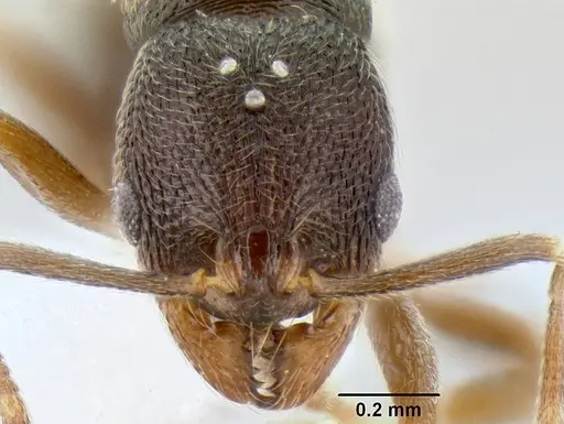 Stenamma nanozoi - CASENT0622005