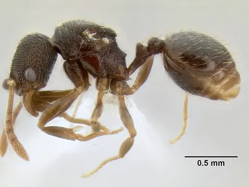 Stenamma nanozoi - CASENT0622005