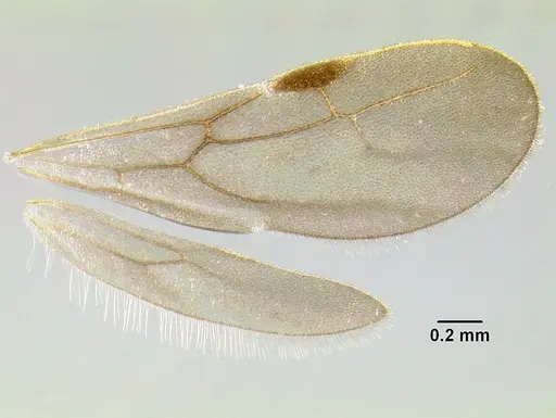 Stenamma nanozoi - CASENT0622005