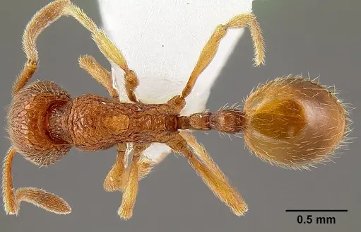 Stenamma nipponense specimen