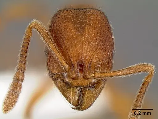 Stenamma nipponense specimen