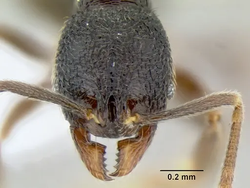 Stenamma nonotch specimen