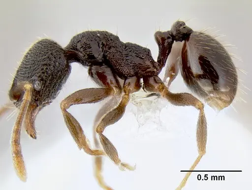 Stenamma nonotch specimen