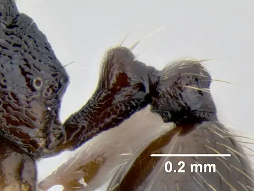 Stenamma nonotch - CASENT0603896