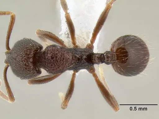 Stenamma nonotch - CASENT0603920