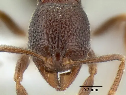 Stenamma nonotch - CASENT0603920