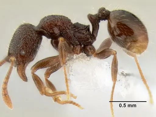 Stenamma nonotch - CASENT0603920