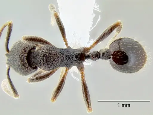 Stenamma nonotch - CASENT0604711