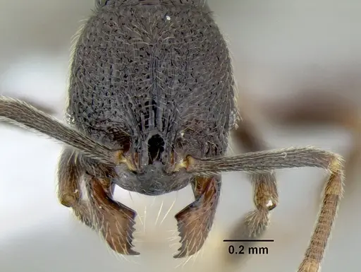 Stenamma nonotch - CASENT0604711