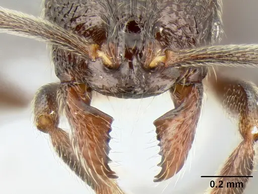 Stenamma nonotch - CASENT0604711