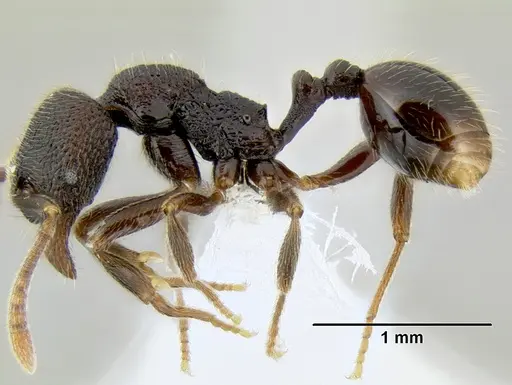 Stenamma nonotch - CASENT0604711