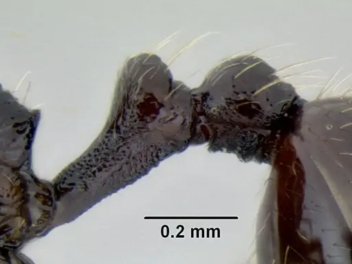 Stenamma nonotch - CASENT0604711