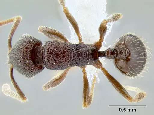 Stenamma nonotch - CASENT0604848