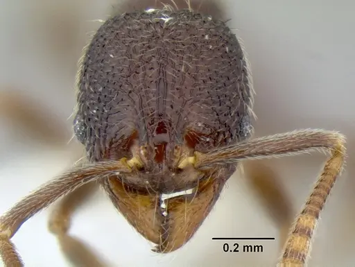 Stenamma nonotch - CASENT0604848