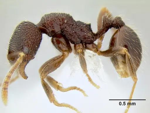 Stenamma nonotch - CASENT0604848