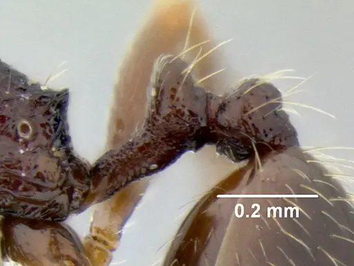 Stenamma nonotch - CASENT0604848