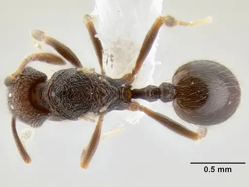 Stenamma nonotch - CASENT0605470