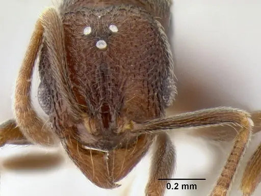 Stenamma nonotch - CASENT0605470