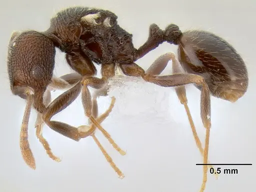 Stenamma nonotch - CASENT0605470