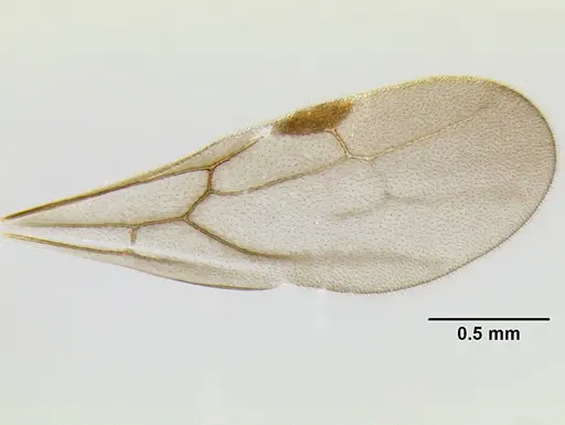 Stenamma nonotch - CASENT0605470