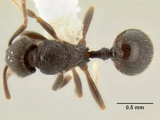 Stenamma nonotch - CASENT0605471