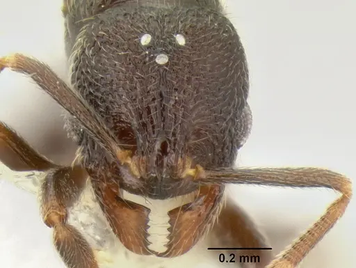 Stenamma nonotch - CASENT0605471