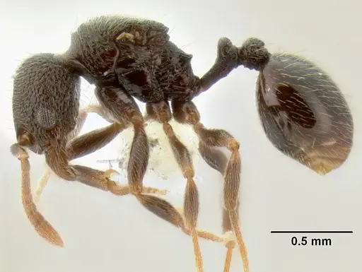 Stenamma nonotch - CASENT0605471