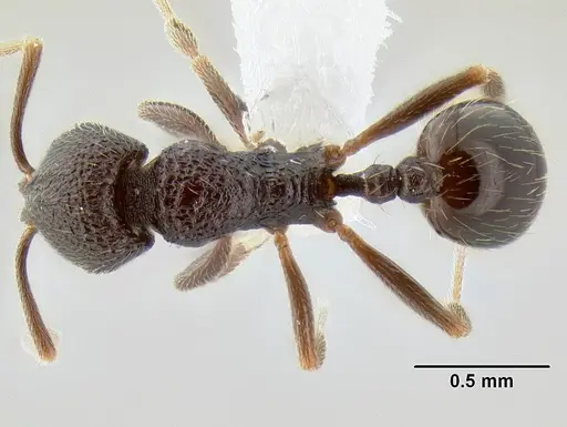 Stenamma nonotch - CASENT0605789