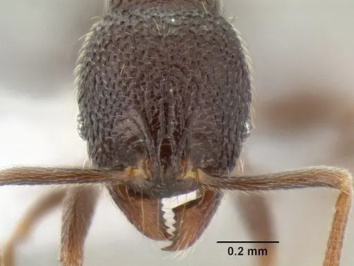 Stenamma nonotch - CASENT0605789