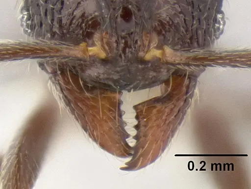 Stenamma nonotch - CASENT0605789