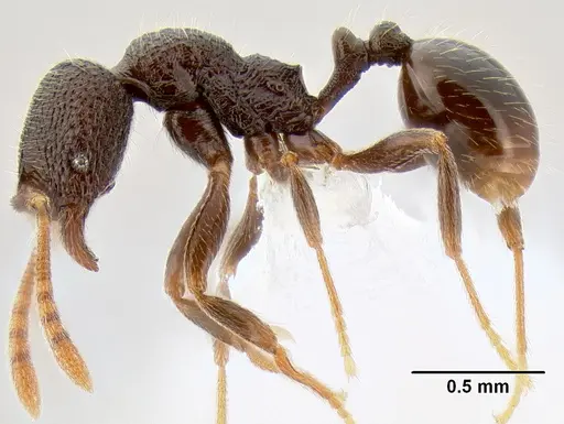 Stenamma nonotch - CASENT0605789