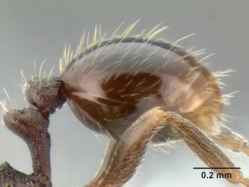 Stenamma nonotch - CASENT0605789